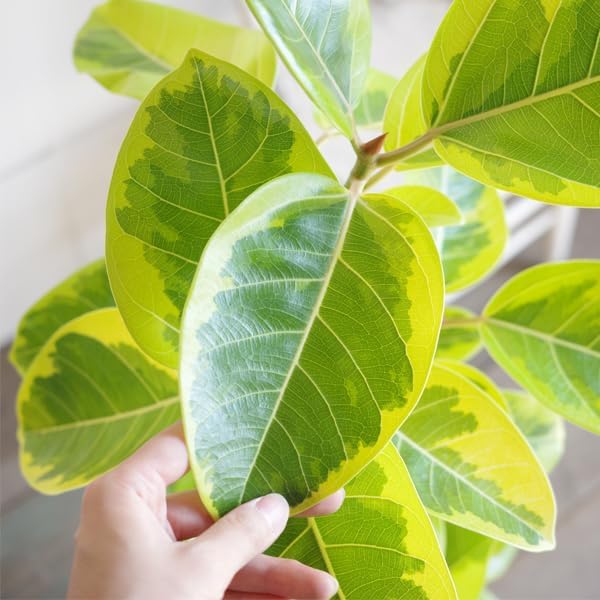 エバーフレッシュ 曲がり 10 観葉植物 室内 大型 幹太